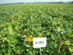 Aura