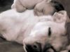 baby-dog606.jpg baby-dog606.jpg