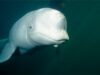 Balenele Beluga Balenele Beluga
