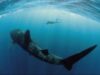 90% din speciile de pesti mari din oceane sunt pe cale de disparitie