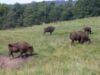 bison land