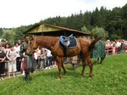 cai de rasa