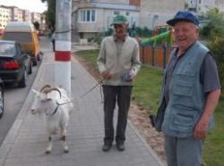capra de companie