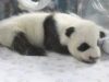 Nasterea unui pui de ursulet Panda Nasterea unui pui de ursulet Panda