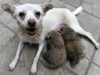 Mama adoptiva Mama adoptiva