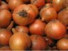 ceapa