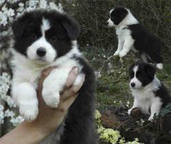 collie