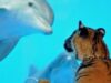 delfin tigru delfin tigru