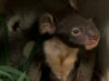 gemeni koala