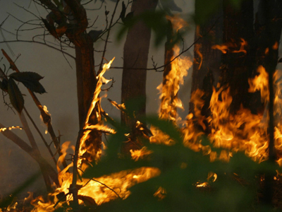 Cateva hectare de fond forestier au ars la Gura Humorului