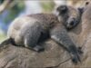 Koala Koala
