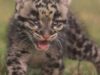 leopard marmorat
