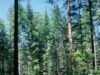 matureforestdougfir.jpg matureforestdougfir.jpg
