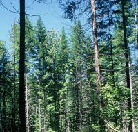 matureforestdougfir.jpg matureforestdougfir.jpg