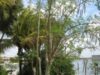 moringa-tree-smaller-thumb-415xauto.jpg
