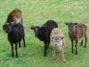 oile soay