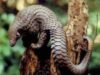 pangolin pangolin