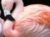 pasari flamingo
