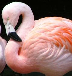 pasari flamingo