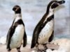 pinguinii de patagonia