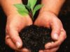 planteaza copaci planteaza copaci