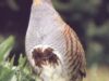 potarniche
