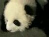 pui panda pui panda
