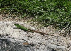 reptile