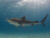 requin_tigre.jpg