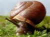 snailmesodonclausus01.jpg
