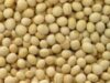 soia modificata genetic Noii carburanti: trestia de zahar si soia