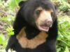 sun-bear.jpg
