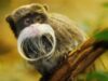 tamarin