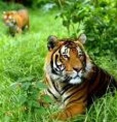 tigri