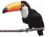 tucan