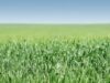 agricultori