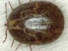 Amblyomma cajennense