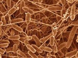 bacterii