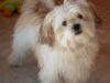 bichon maltez shi -tzu bichon maltez shi -tzu