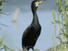 cormoran