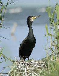cormoran
