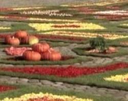 covor vegetal