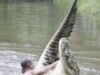 crocodil crocodil