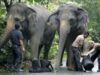 elefant cu papuci elefant cu papuci