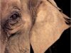 elefant elefant