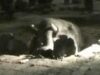 elefant