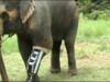 elefant