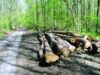 fond forestier