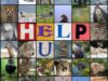 help-anim Animale amenintate cu disparitia