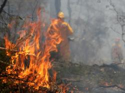 incendii de vegetatie